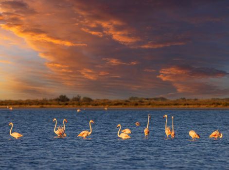 Flamingo in Parc Naturel regional de Camargue, Provence, France