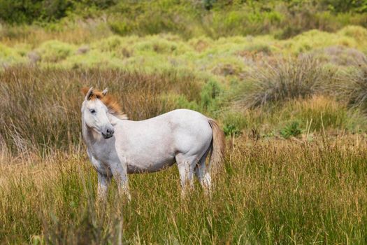 White wild horses, Parc Naturel regional de Camargue, Provence, France