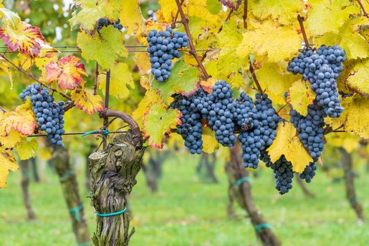 Blue grapes Cabernet Moravia in autumn vineyard, Southern Moravia, Czech Republic