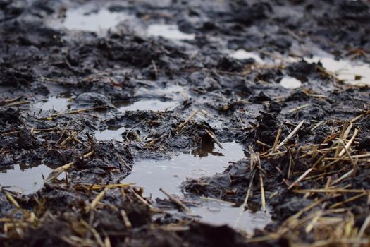 Puddles on a paddock on a dreary day as a close up