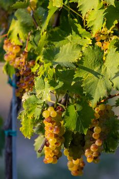 Grapes yellow muscat near Hercegkut, Tokaj region, Hungary