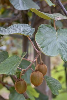 Orchard with kiwi in Marche, Central Italy