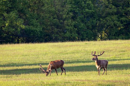 Deer grazing early in morning, Ceske Stredohori, Northern Bohemia, Czech Republic