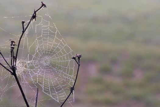 Spider web in sunrise sun