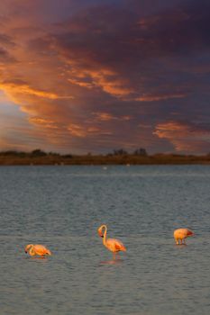 Flamingo in Parc Naturel regional de Camargue, Provence, France