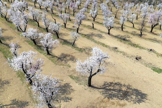 Almond tree orchard in Hustopece, South Moravia, Czech Republic