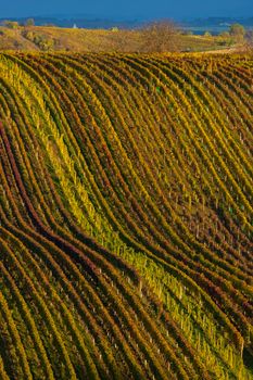 Autumn vineyard near Cejkovice, Southern Moravia, Czech Republic