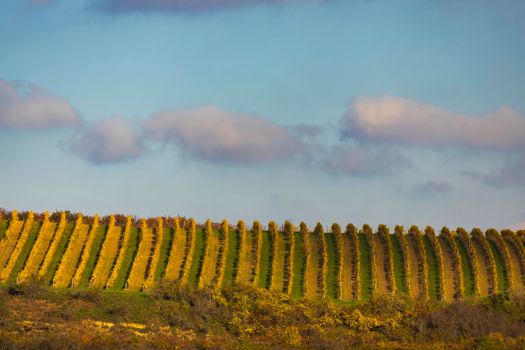 Autumn vineyard, Znojmo region, Southern Bohemia, Czech Republic