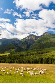 flock of sheep in Belianske tatras mountains, Slovakia