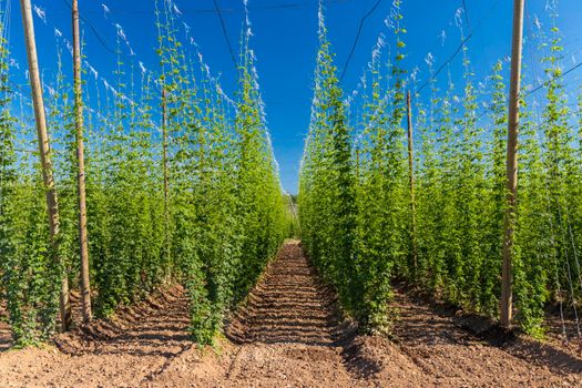 Hop field in Zatec region, Czech Republic