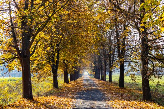 autumn alley near Banhorvati in Northern Hungary, Hungary