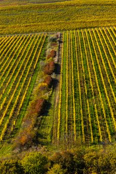 Vineyards under Palava, Southern Moravia, Czech Republic