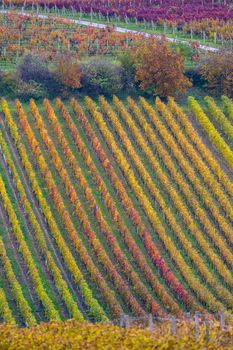 Autumn vineyard near Cejkovice, Southern Moravia, Czech Republic