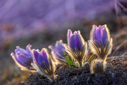 Pasque flower, National park Podyji, Southern Moravia, Czech Republic