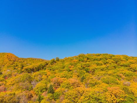 Aerial top down view of autumn forest with green and yellow trees. Mixed deciduous and coniferous forest. Beautiful fall scenery.