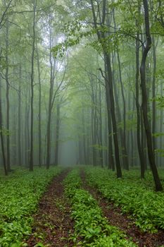 Spring beech forest in White Carpathians, Southern Moravia, Czech Republic