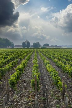 Typical vineyards near Chateau Lagrange, Bordeaux, Aquitaine, France