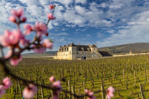 Clos de Vougeot castle, Cote de Nuits, Burgundy, France