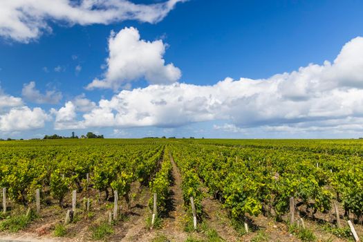 Typical vineyards near Saint-Estephe, Bordeaux, Aquitaine, France