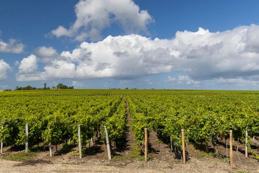 Typical vineyards near Saint-Estephe, Bordeaux, Aquitaine, France