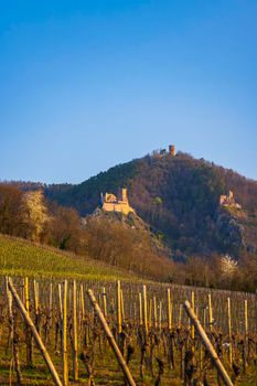 Chateau de Saint-Ulrich ruins, Chateau du Girsberg ruins and Chateau du Haut-Ribeaupierre near Ribeauville, Alsace, France