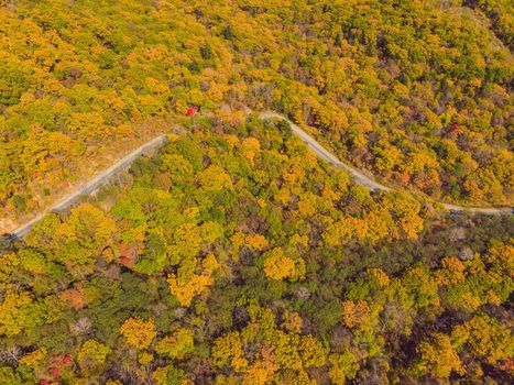 Aerial view of road in beautiful autumn forest at sunset. Beautiful landscape with empty rural road, trees with red and orange leaves. Highway through the park. Top view from flying drone. Nature.