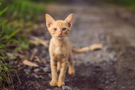 Red cat on a dirt road. Domestic red white cat.