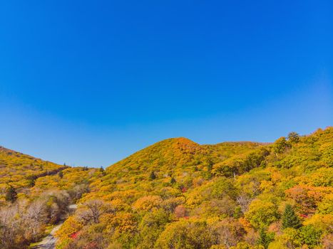 Aerial top down view of autumn forest with green and yellow trees. Mixed deciduous and coniferous forest. Beautiful fall scenery.