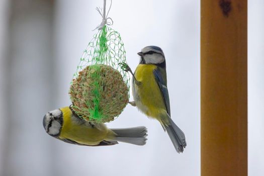 Blue tit, Southern Moravia, Czech Republic