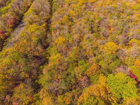 Aerial top down view of autumn forest with green and yellow trees. Mixed deciduous and coniferous forest. Beautiful fall scenery.