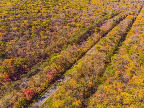 Aerial view of road in beautiful autumn forest at sunset. Beautiful landscape with empty rural road, trees with red and orange leaves. Highway through the park. Top view from flying drone. Nature.