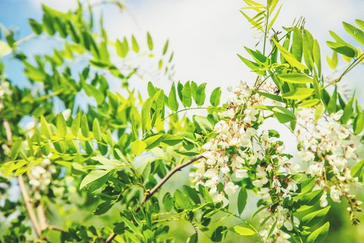 Flowering acacia tree in the garden. Selective focus. nature.