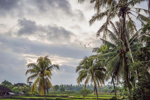 the herons fly over the rice fields.