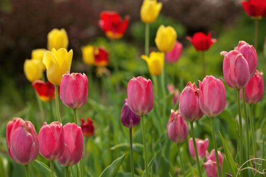 Multi Colored Tulips With Shallow Depth of Field and Creamy Bokeh Background. High quality photo