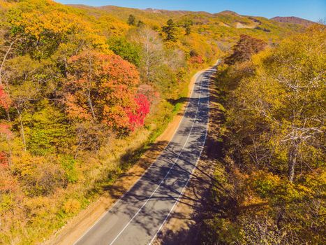 Aerial view of road in beautiful autumn forest at sunset. Beautiful landscape with empty rural road, trees with red and orange leaves. Highway through the park. Top view from flying drone. Nature.