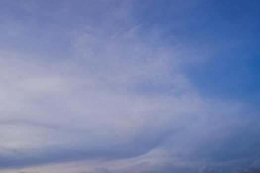 Swarm of gnats. Lots of mosquitoes and flies on blue sky background. Mosquitoes flying and swarming in the air at summer. Mosquitoes can infect humans with variety of diseases.