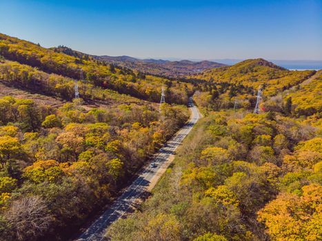 Aerial view of road in beautiful autumn forest at sunset. Beautiful landscape with empty rural road, trees with red and orange leaves. Highway through the park. Top view from flying drone. Nature.