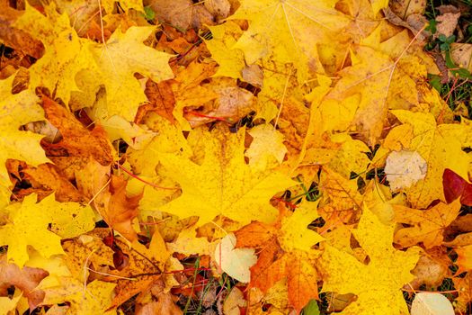 Background group autumn orange leaves. Outdoor. Colorful background image of fallen autumn leaves perfect for seasonal use