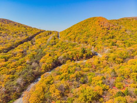 Aerial view of road in beautiful autumn forest at sunset. Beautiful landscape with empty rural road, trees with red and orange leaves. Highway through the park. Top view from flying drone. Nature.