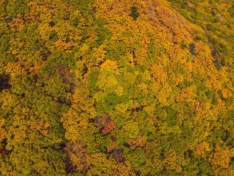 Aerial top down view of autumn forest with green and yellow trees. Mixed deciduous and coniferous forest. Beautiful fall scenery.