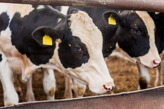 A herd of bulls in a pen, growing bulls