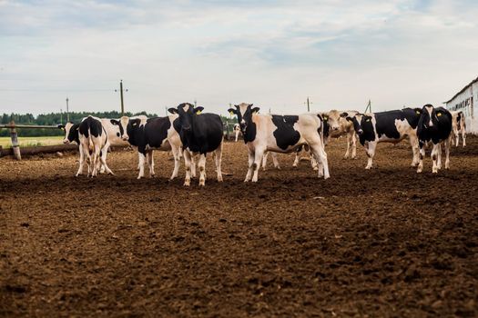 Young bulls are walking in the pen. Beef Growing.