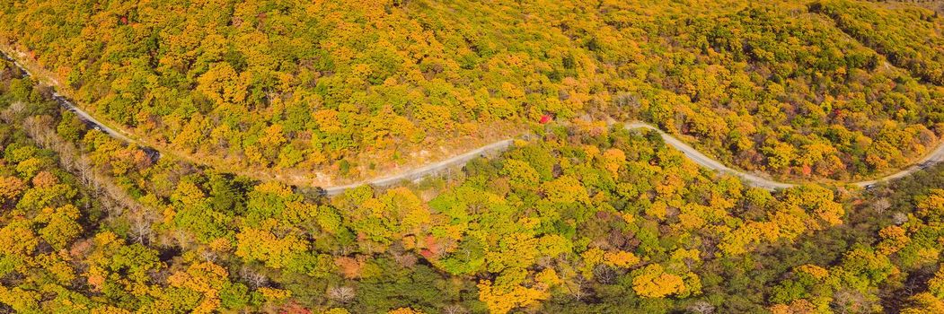 BANNER, LONG FORMAT Aerial view of road in beautiful autumn forest at sunset. Beautiful landscape with empty rural road, trees with red and orange leaves. Highway through the park. Top view from flying drone. Nature.