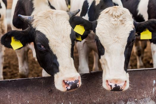 Farm for growing bull-calves for slaughter, bulls