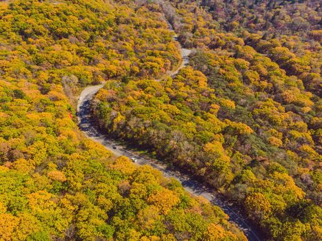 Aerial view of road in beautiful autumn forest at sunset. Beautiful landscape with empty rural road, trees with red and orange leaves. Highway through the park. Top view from flying drone. Nature.