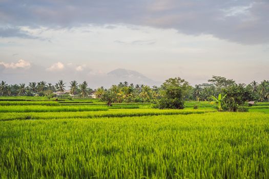 Landscape with green rice fields, palm trees and Agung volcano at sunny day in island Bali, Indonesia. Nature and travel concept.