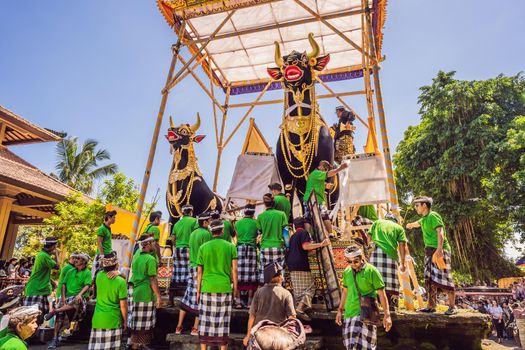 Ubud, Bali, Indonesia - April 22, 2019 : Royal cremation ceremony prepation. Balinese hindus religion procession. Bade and Lembu Black Bull symbol of transportation for the spirit to the heaven.