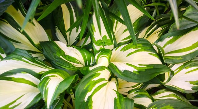 white green leaf background plant