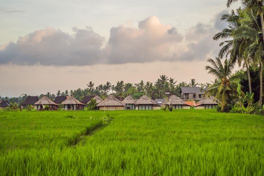 Rice field in sunrise time for background.