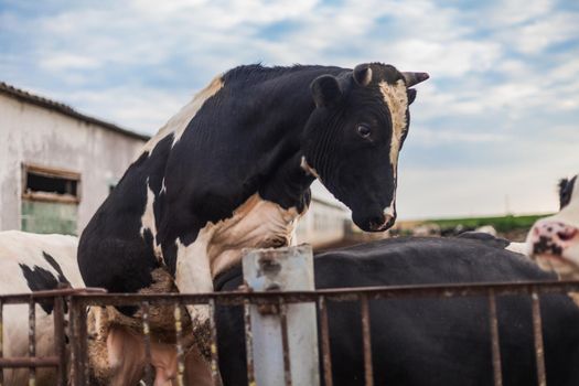 The mad bull in the pen climbs the bulls